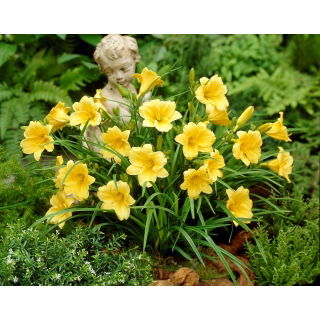 Liliowiec Stella d'oro sadzonka w doniczce