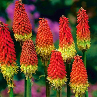Kniphofia czerwono-żółta - Płonąca Pochodnia - sadzonka w doniczce