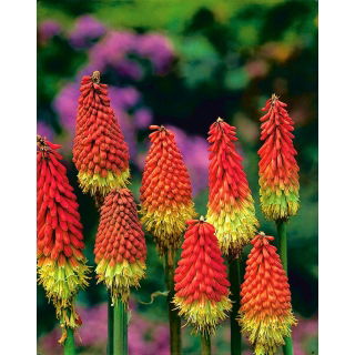 Kniphofia czerwono-żółta - Płonąca Pochodnia - sadzonka w doniczce
