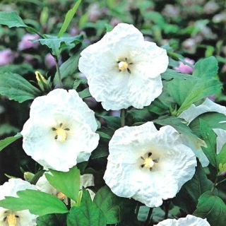 Ketmia syryjska, Hibiskus - William R. Smith - sadzonka