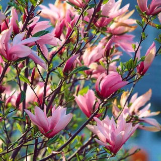 Magnolia Betty - sadzonka