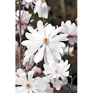 Magnolia biała - Merrill - sadzonka