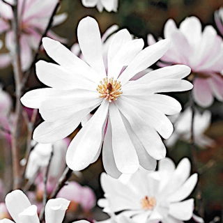Magnolia biała - Merrill - sadzonka