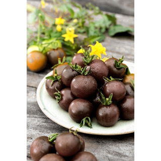 Pomidor Black cherry - wysoki