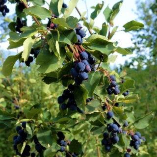 Świdośliwa - sadzonka