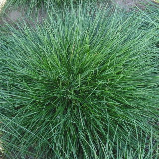 Kostrzewa czerwona kępowa Caldris - 5 kg