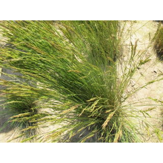 Kostrzewa czerwona rozłogowa Rossinante - 5 kg