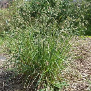 Kupkówka pospolita Niva - 5 kg