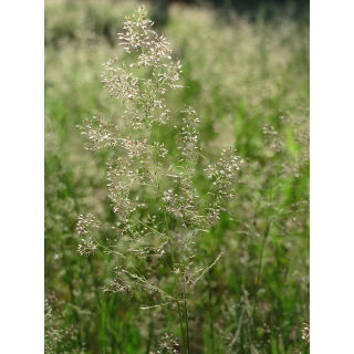 Mietlica pospolita Highland - 5 kg