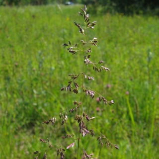 Wiechlina łąkowa gazonowa Conni - 5 kg