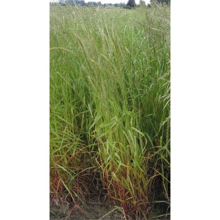 Życica wielokwiatowa 4N Turtetra - 5 kg