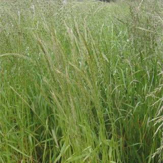 Życica wielokwiatowa 4N Turtetra - 5 kg