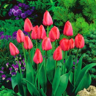 Tulipan Niigata - 5 szt.