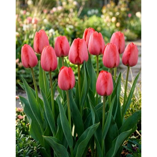 Tulipan Niigata - 5 szt.