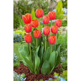 Tulipan Ad Rem - 5 szt.