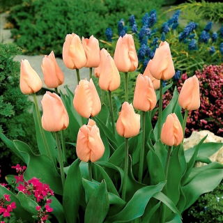 Tulipan morelowy - Apricot - 5 szt.