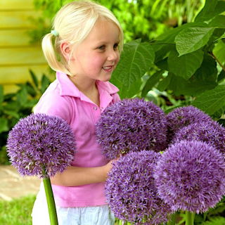 Czosnek ozdobny Round 'n Purple