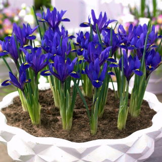 Irys botaniczny - Blue Hill - 10 szt.