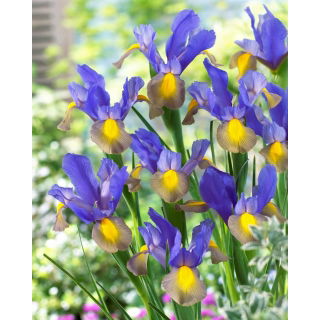 Irys holenderski - Mystic Beauty - 10 szt.