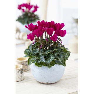 Cyklamen perski - Cyclamen persicum - duża paczka! - 10 szt.