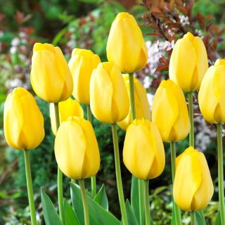 Tulipan Golden Parade - duża paczka! - 50 szt.