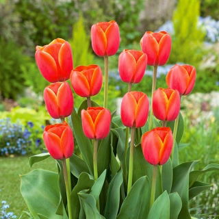 Tulipan Ad Rem - duża paczka! - 50 szt.
