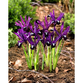 Irys botaniczny - Pauline - 10 szt.