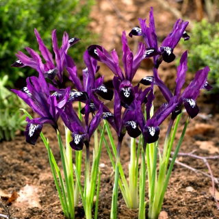 Irys botaniczny - Pauline - duża paczka! - 100 szt.
