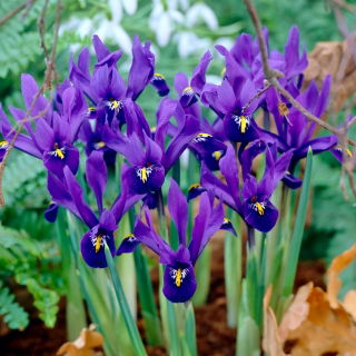 Irys botaniczny - Pixie - duża paczka! - 100 szt.