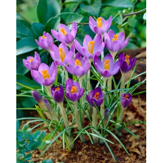 Krokus Barr's Purple - duża paczka! - 100 szt.