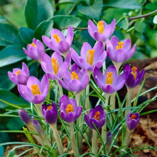 Krokus Barr's Purple - duża paczka! - 100 szt.
