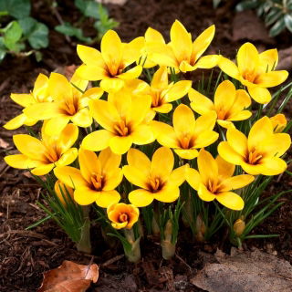 Krokus Korolkowii - 10 szt.