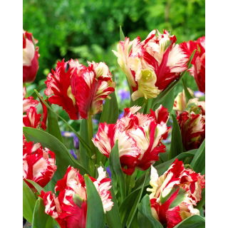Tulipan Estella Rijnveld - 5 szt.