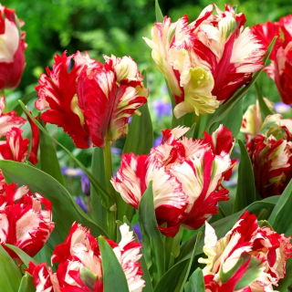 Tulipan Estella Rijnveld - 5 szt.