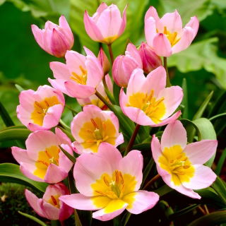 Tulipan botaniczny - Lilac Wonder - 5 szt.