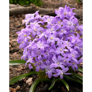 Śnieżnik lśniący fioletowy - Chionodoxa Violet Beauty - duża paczka! - 100 szt.
