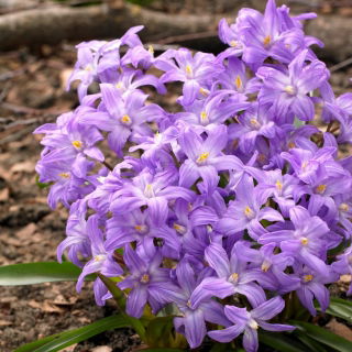 Śnieżnik lśniący fioletowy - Chionodoxa Violet Beauty - duża paczka! - 100 szt.