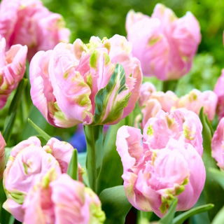 Tulipan Air - 5 szt.