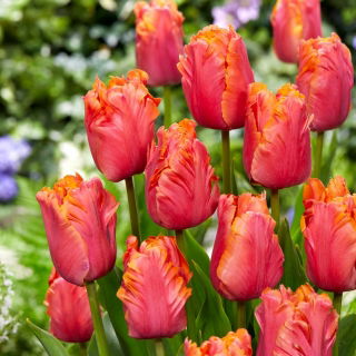 Tulipan Amazing Parrot - 5 szt.