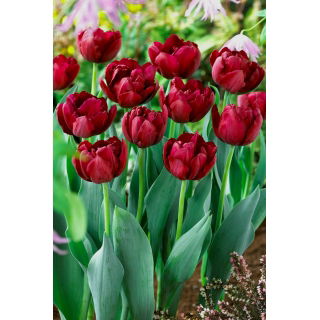 Tulipan Antraciet - duża paczka! - 50 szt.