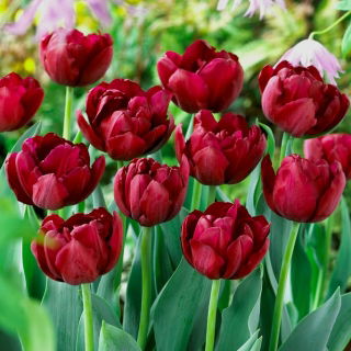 Tulipan Antraciet - duża paczka! - 50 szt.