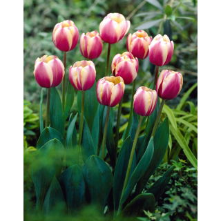 Tulipan Atlantis - 5 szt.