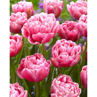 Tulipan Aveyron - 5 szt.
