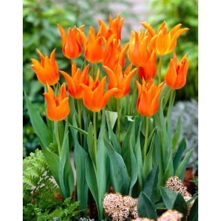 Tulipan Ballerina - 5 szt.