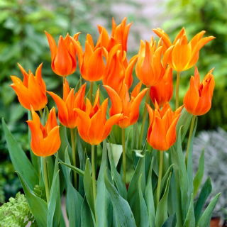 Tulipan Ballerina - 5 szt.