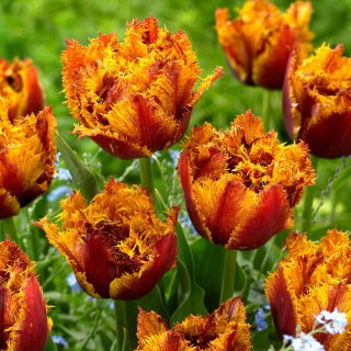 Tulipan Bastia - 5 szt.
