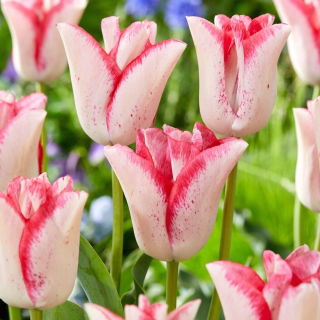 Tulipan Beauty Trend - duża paczka! - 50 szt.
