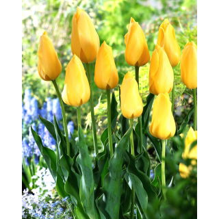 Tulipan Big Smile - 5 szt.