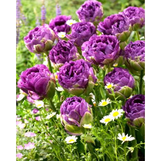 Tulipan Blue Wow - 5 szt.