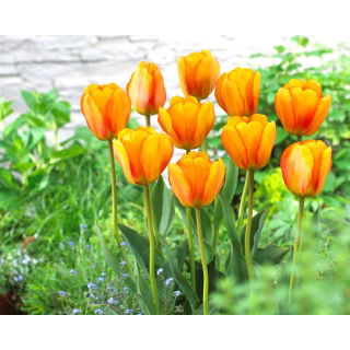 Tulipan Blushing Apeldoorn - 5 szt.